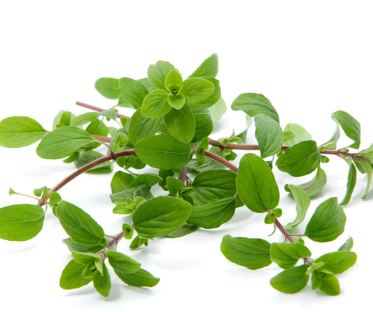 🌿 Marjolein (Origanum majorana): warm kruid voor hart, buik en gemoed.