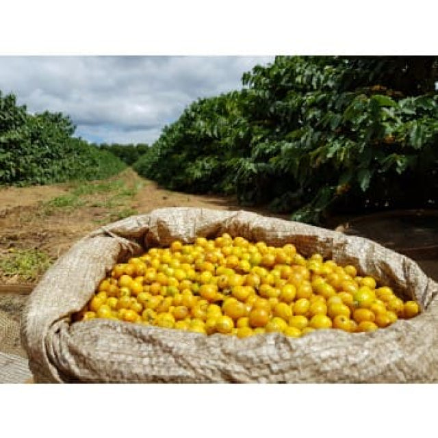 Yellow Bourbon Koffiebonen – 500 g